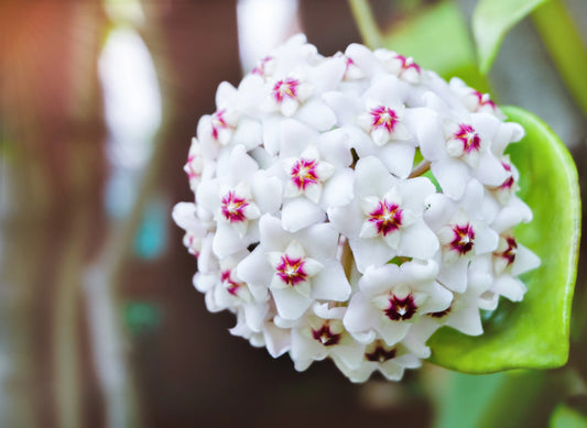 Mum Çiçeği (Hoya) Nedir? Bakımı Nasıl Yapılır?